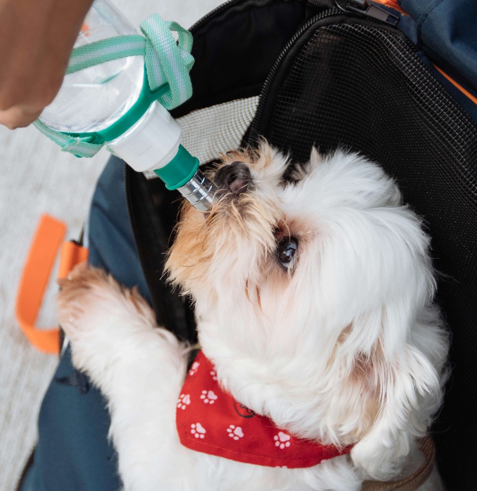 Dog Hydration - - Fun at the Dog Park in the Snow: What to Keep in Mind When Taking Your Canine Companion out This Winter